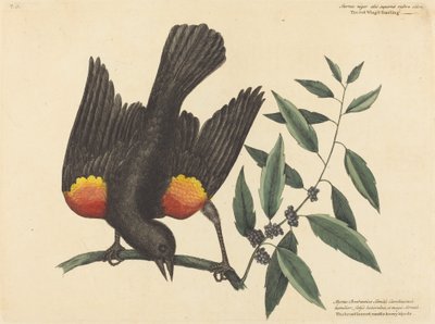 Lo Storno dalle Ali Rosse Oriolus phoeniceus, pubblicato 1754 da Mark Catesby