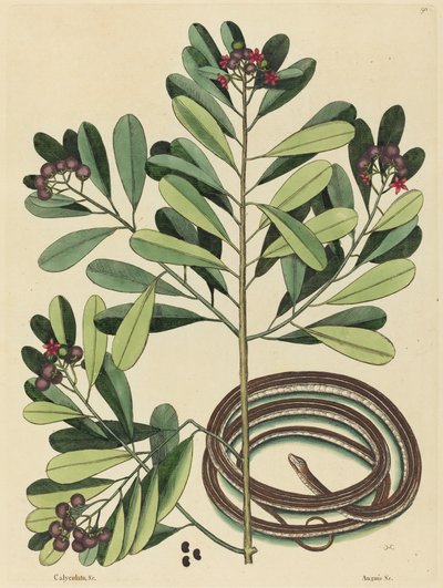 Il Serpente a Nastro (Coluber saurita) da Mark Catesby