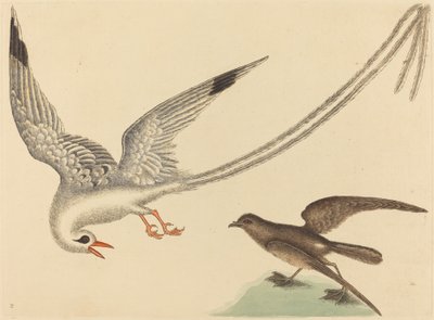Il passero del riso Emberiza oryzivora, pubblicato 1731-1743 da Mark Catesby