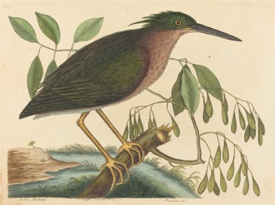 Il Piccolo Airone Ardea virescens, pubblicato nel 1754 da Mark Catesby