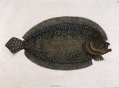 The Sole (Solea lunata  c) da Mark Catesby