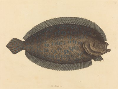 La sogliola Pleuronectes lunatus, pubblicato 1731-1743 da Mark Catesby