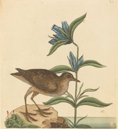 Il Soree Rallus Virginianus, pubblicato 1731-1743 da Mark Catesby