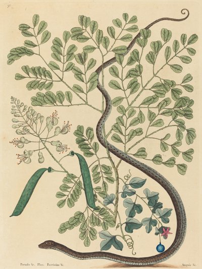 Il serpente a nastro maculato Coluber nebulosus da Mark Catesby