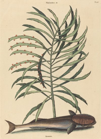 Il pesce succhiante (Echeneis Naucratis) da Mark Catesby