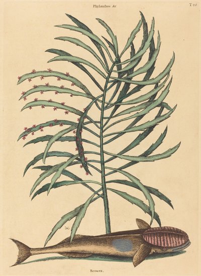 Il pesce succhiante (Echeneis Naucratis) da Mark Catesby