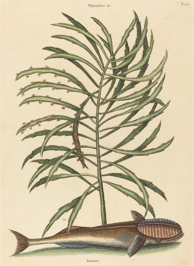Il pesce succhiatore (Echeneis naucratis) da Mark Catesby