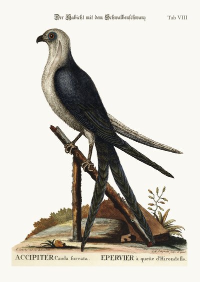 Il falco coda di rondine, 1749-73 da Mark Catesby