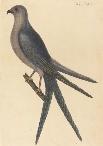 Il Falco Coda di Rondine Falco furcatus, pubblicato 1754 da Mark Catesby