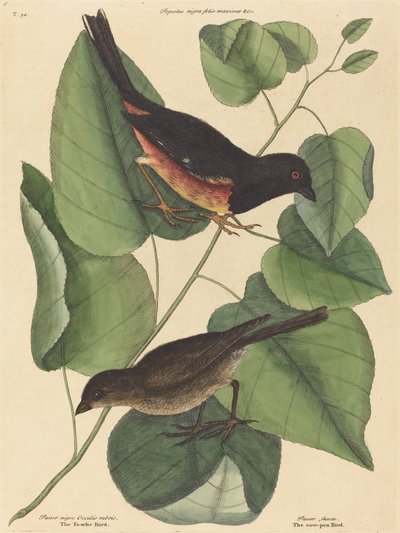 Il Towhe Bird Fringilla erythrophthalma da Mark Catesby
