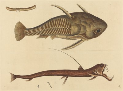 Il pesce gatto bocca di vipera da Mark Catesby