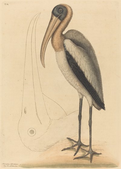 Il pellicano di legno Tantalus Loculator, pubblicato 1731-1743 da Mark Catesby