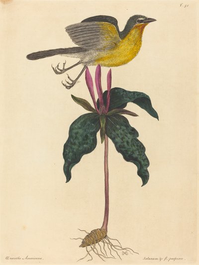 Il chiacchierone dal petto giallo, pubblicato nel 1754 da Mark Catesby