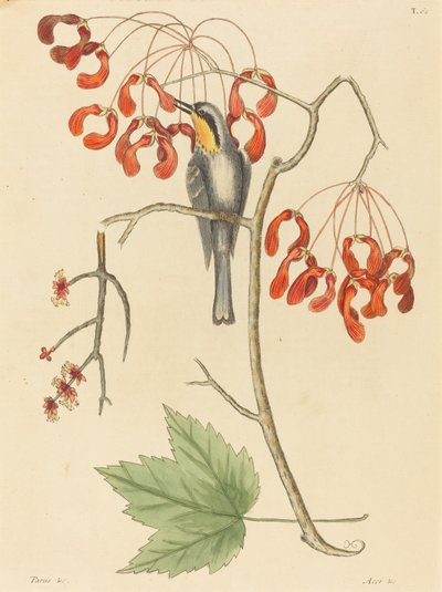 Il rampicante dalla gola gialla da Mark Catesby