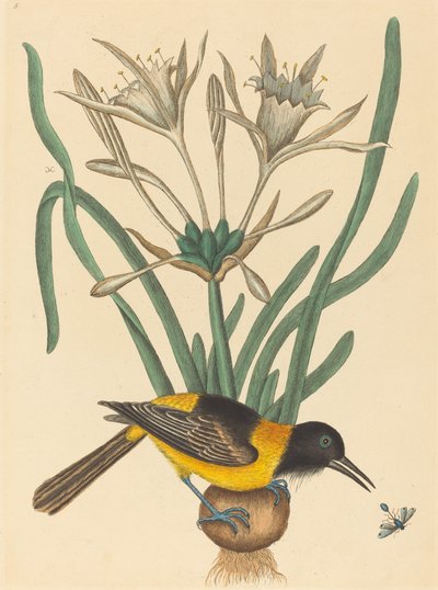 Il pio giallo e nero Oriolus Icterus da Mark Catesby