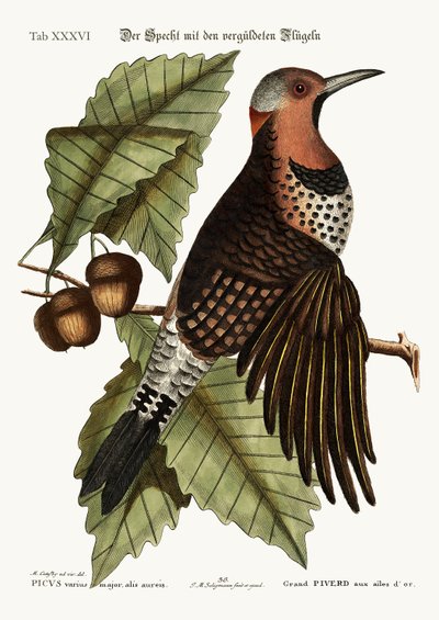 Il Picchio dalle Ali Dorate, 1749-73 da Mark Catesby