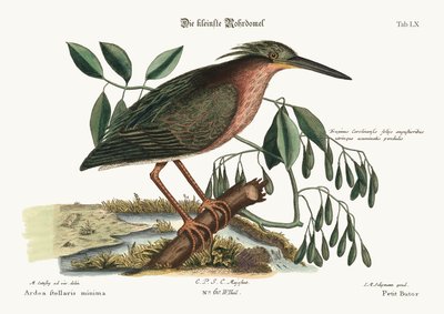 Il piccolo tarabusino, 1749-73 da Mark Catesby