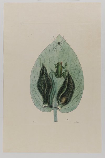 Rana degli alberi da Mark Catesby