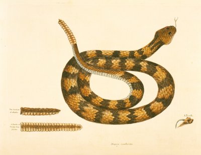 Serpente Viper Caudison, Serpente a sonagli, tavola 41, vol. 1, da 