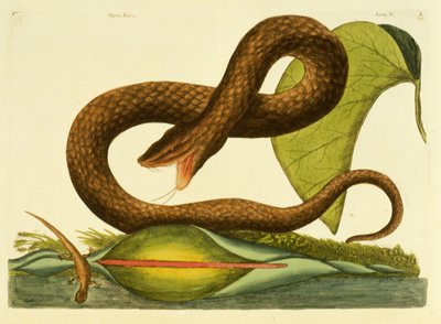 Vipera Fusca, tavola 45, vol. 1, da 