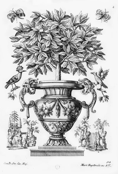 Alberi di agrumi, c.1735 da Martin Engelbrecht