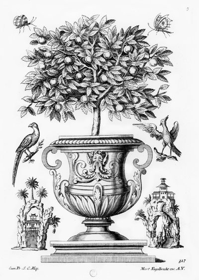 Alberi di agrumi, c.1735 da Martin Engelbrecht