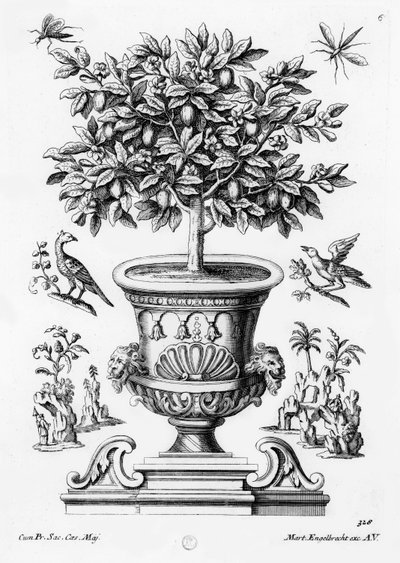 Alberi di agrumi, c.1735 da Martin Engelbrecht