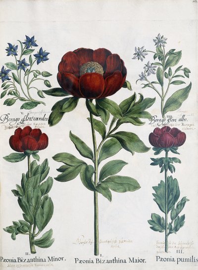 Tre tipi di peonie, 1613 da Martin I Mytens