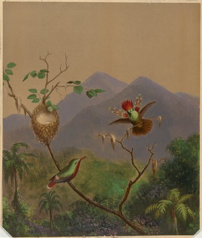 Colibrì brasiliani III da Martin Johnson Heade