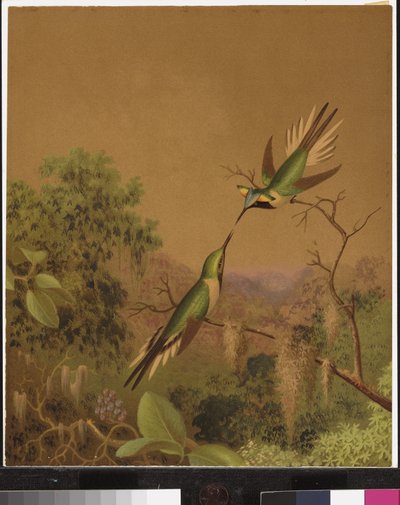 Colibrì brasiliani IV da Martin Johnson Heade