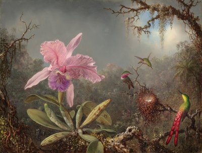 Orchidea Cattleya e tre colibrì da Martin Johnson Heade