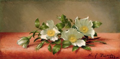 Rose Cherokee, 1889 da Martin Johnson Heade