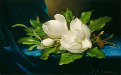 Magnolie giganti su un panno di velluto blu da Martin Johnson Heade