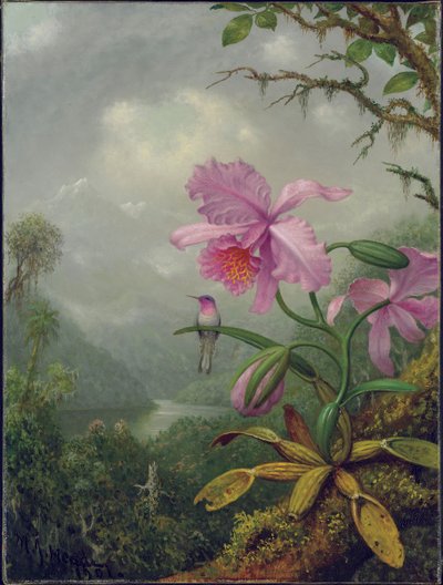 Colibrì posato su una pianta di orchidea, 1901 da Martin Johnson Heade