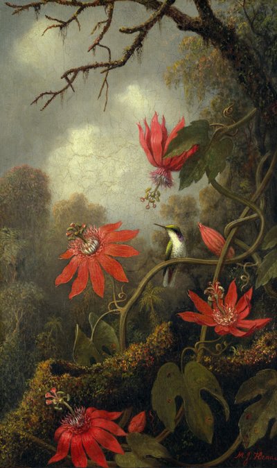 Colibrì e fiori della passione da Martin Johnson Heade