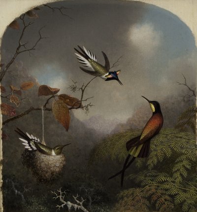 Colibrì: Due sungem e un topazio cremisi, 1866 da Martin Johnson Heade