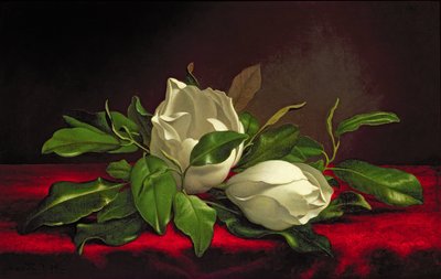 Magnolia da Martin Johnson Heade
