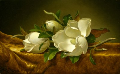 Magnolie su Velluto Dorato, c.1888-90 da Martin Johnson Heade