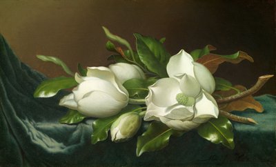 Magnolie su Panno di Velluto Azzurro Chiaro da Martin Johnson Heade