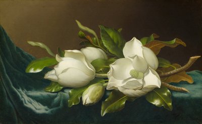 Magnolie su tessuto di velluto azzurro da Martin Johnson Heade