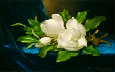 Magnolie su un panno di velluto blu da Martin Johnson Heade