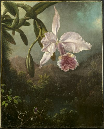 Fiori di orchidea da Martin Johnson Heade