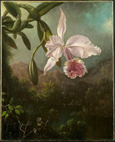 Fiori di orchidea, 1873 da Martin Johnson Heade