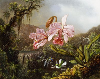Orchidee e colibrì in una giungla brasiliana da Martin Johnson Heade