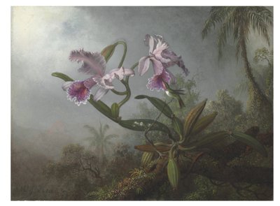 Orchidee rosa e colibrì su un ramoscello da Martin Johnson Heade