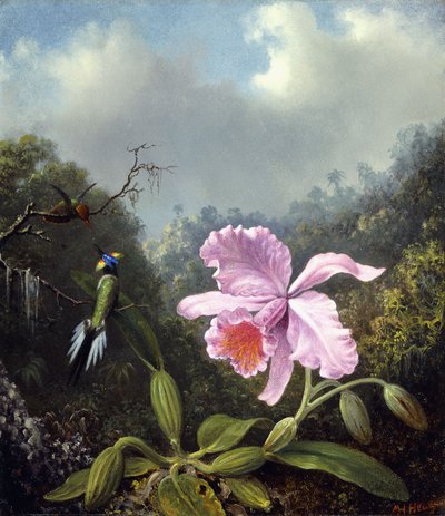 Natura morta con orchidea e coppia di colibrì, c.1890s da Martin Johnson Heade