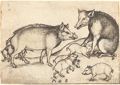 Famiglia di maiali da Martin Schongauer