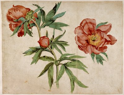 Studio di peonie da Martin Schongauer