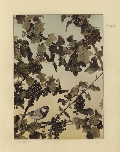 Uno dei Festoni e Gruppi Decorativi di Martin Gerlach da Martin senior Gerlach