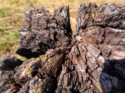 Legno da Martina Konitzky